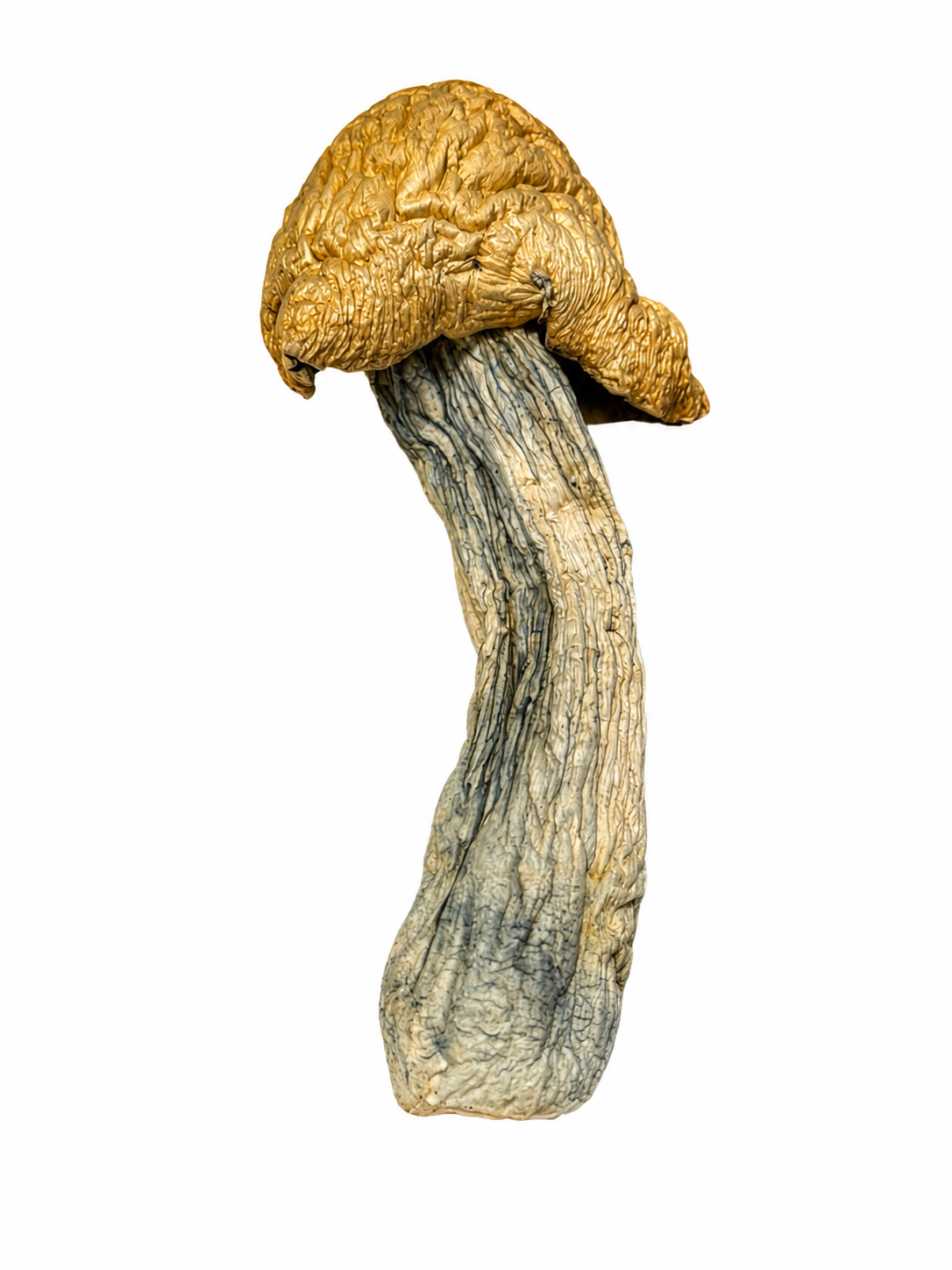 1oz Bluey Vuitton Designer Psilocybe Cubensis by Silly Cybin